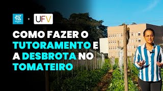 COMO FAZER O TUTORAMENTO E A DESBROTA DO TOMATEIRO [upl. by Metsky]