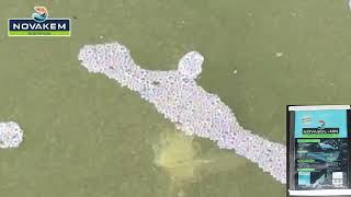 Shrimp eating moulting shell in biofloc pond [upl. by Ayatnohs]