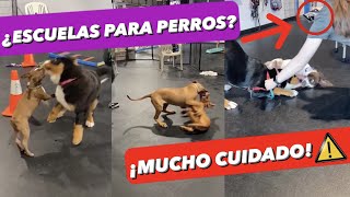 GUARDERíAS Y ESCUELAS PARA PERROS 🐶 ► ¿REALMENTE SON BUENAS 🤔 [upl. by Nodnek]