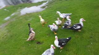 Muscovy ducks flying for food [upl. by Ahseetal51]