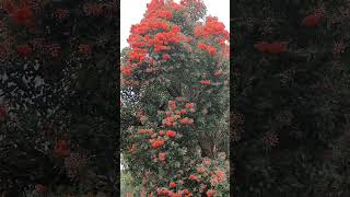 Corymbia ficifolia commonly known as red flowering gum floweringtree verypleasant [upl. by Ailehc]