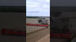 Claas Lexion 8700 Wheat Harvesting Powerhouse [upl. by Hedwiga]