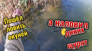 Пошёл за окунями но натягал щучек [upl. by Synned]