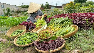 Harvesting bird chilli bitter melon luffa orka corn red amaranth and purple cowpea farming [upl. by Htebirol627]