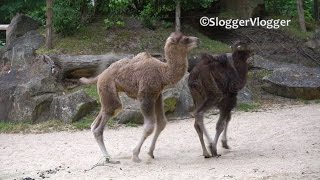 Baby Camels Are Adorable Running [upl. by Atsyrk]