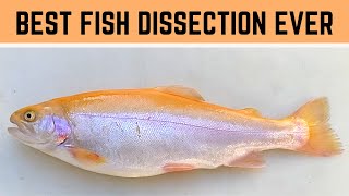 BEST Bony Fish Anatomy and Fish Dissection Rainbow Trout Biology Trout Dissection [upl. by Ness]