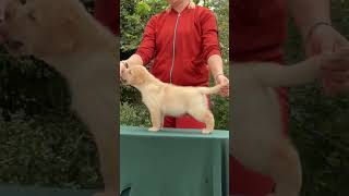 cute golden labrador puppy on show [upl. by Yrol]