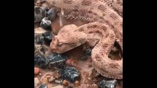 Hikers came across a dehydrated horned viper in the desert and gave it water [upl. by Bennet]