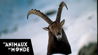 Les seigneurs de lhiver  Chamois  Bouquetins  Alpes [upl. by Ydnis]