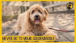 5 Things You Must Never Do to Your Goldendoodle [upl. by Lorrac549]