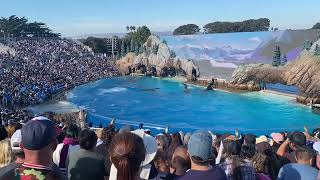 Seaworld Orka water splash to visitors [upl. by Birecree573]