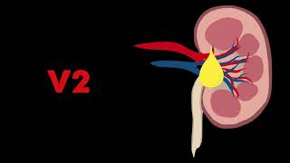 Vasopressin Pitressin Pharmacology [upl. by Relyhcs]