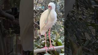 Spoonbill At San Diego Zoo Safari Park birds spoonbill birdslover animalshorts shorts [upl. by Hnamik]