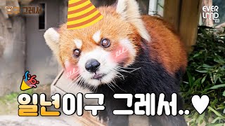 ENG레서판다 너무 귀엽죠ㅠㅠ 그래서 이벤트도 준비했어요🧡｜오구그레서 EP12 1주년이라 설레구 그레서 [upl. by Pinchas912]