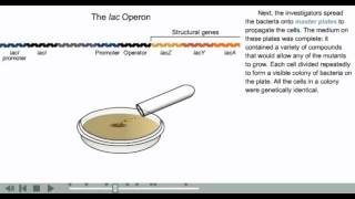 Operon animation  Prokaryotic gene regulation animation [upl. by Dieterich909]