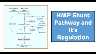 Hexose Monophosphate Shunt HMP Shunt Pathway  Pentose Sugar Synthesis [upl. by Carlson]