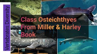 Class Osteichthyes Bony Fishes what is Bony Fishes [upl. by Dove]