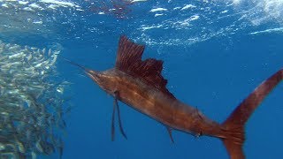 Sailfish Are Master Hunters  Planet Earth  BBC Earth [upl. by Gurango]