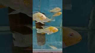 Cichlid  Albino Heckeli Acarichthys İplik Yüzgeçli Cichlid [upl. by Elata83]