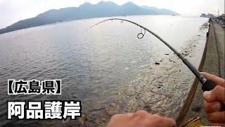 【広島釣り】青物が狙える広島西部の人気ポイントでライトショアジギング‼️ [upl. by Derina]