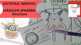 ADMITERE MEDICINA SISTEMUL NERVOS 4 MADUVA SPINARII  Structura [upl. by Nebuer38]