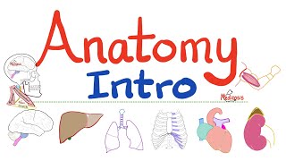 Introduction to Anatomy  Muscles Tendons Bones Cartilage Joints Ligaments Nerves Fascia [upl. by Talley]