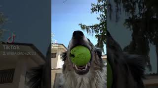 cani perte bordercollielove doglover bordercollie cane cani pets bordercollieworld [upl. by Aisauqal]