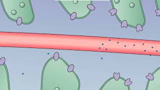 Chemical Signaling Mechanisms and Amplication [upl. by Brasca]