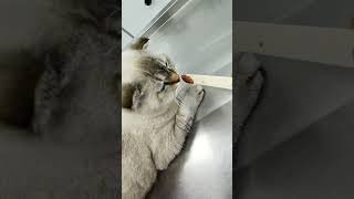 Stubborn Cat Refuses Food and Shots 😂 Hilarious Moments [upl. by Esdnil921]