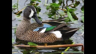 Blue Winged Teal Sounds [upl. by Nodab]