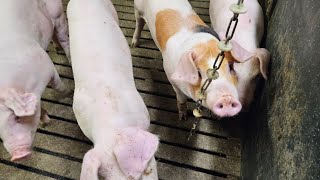 A Day 4 on the Pig Farm Care Treatment and Management PigAnarchy [upl. by Bernadette]