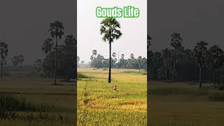 Telangana Gouds life cycle shorts ytshortsvideo trendingshorts [upl. by Bryanty]