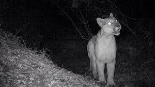 Mountain Lion screams Plus a Ringtail Fox and deer [upl. by Kolb798]