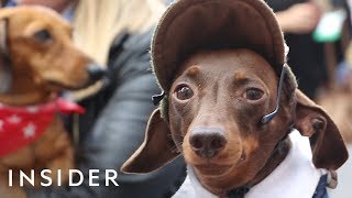 Hundreds Of Dachshunds Joined A ‘Sausage Walk’ In London [upl. by Masry261]