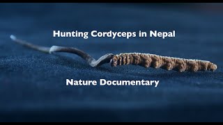 Suklals Hunt  CORDYCEPS DOCUMENTARY SHORT FILM [upl. by Sapphera]