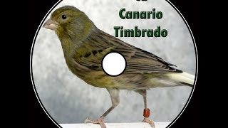 Canto canario timbrado español [upl. by Enelyahs]