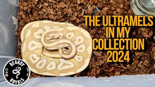 All Of The Ultramell Ball Pythons I Have In My Collection 2024 [upl. by Saeger]