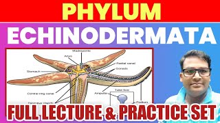 Phylum Echinodermata full lecture  Echinodermata one shot lecture  Echinodermatamcq tgtpgt2023 [upl. by Fricke]