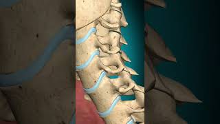 Levator Scapulae muscle action Vertebral column Ipsilateral rotation anatomy muscle [upl. by Ocimad]