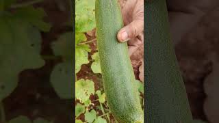 Cucumber harvestingbanuammachigarden [upl. by Enaed]