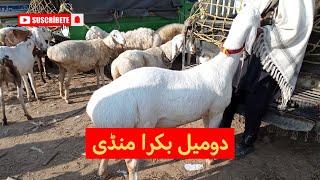 Domail Bakra Mandi  Domel Dumba Mandi Updates Today  Goats Mandi  Bakra Mandi Pakistan [upl. by Quirita99]