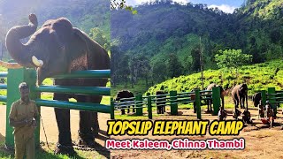 Topslip Kozhikamuthi Elephant Camp Middle of Jungle  Pollachi  Feeding Kumki Kaleem Chinna Thambi [upl. by Minny]