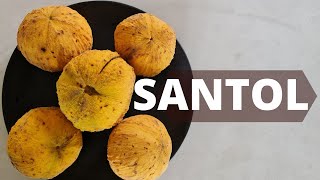 Santol  Tips Tasting and Growing [upl. by Karolyn]