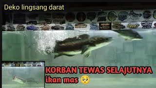 KORBAN TEWAS SELAJUTNYA ikan mas 5 jarian [upl. by Matlick]