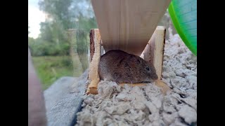 Mice and voles  all clips  motion camera and other clips [upl. by Edris995]