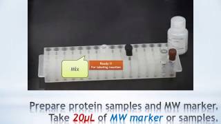 Stain free Protein sample preparation for SDSPAGE  EzLabel FluoroNeo [upl. by Tammi]