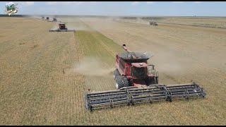 Wheat Harvest 2023 near Tribune Kansas with Paplow Harvesting [upl. by Fatimah]