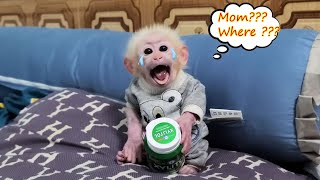 Monkey David woke up crying for his mother to feed him [upl. by Binni]