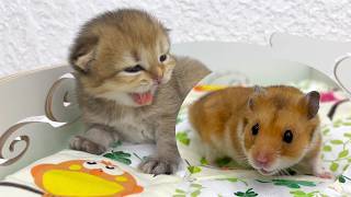 quotWhats your namequot  kitten meets hamster [upl. by Nuj]