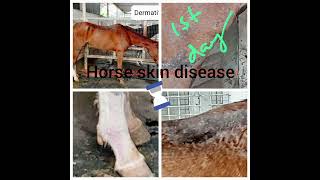 Zeroderma oil in Cat and Dog Skin disease [upl. by Holman]